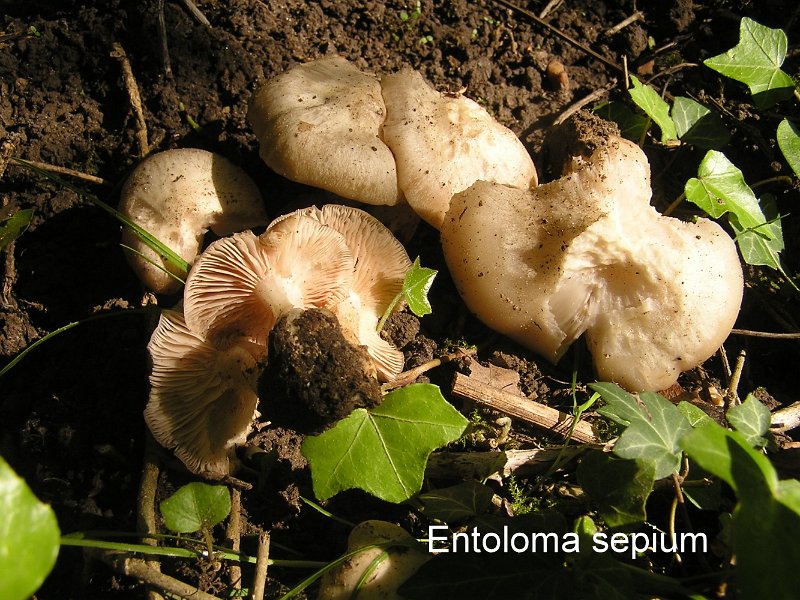 Entoloma sepium-amf1991.jpg - Entoloma sepium ; Syn1: Entoloma clypeatum var.saepium ; Syn2: Rhodophyllus sepius ; Nom français: Entolome des haies